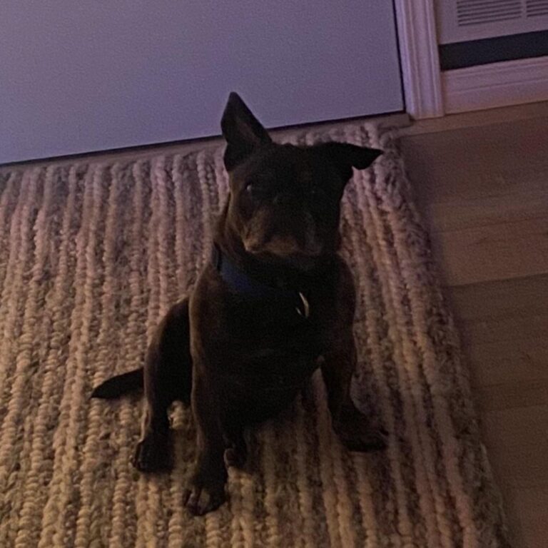 OLIVER LE CHIEN DE DEVIN TOWNSEND