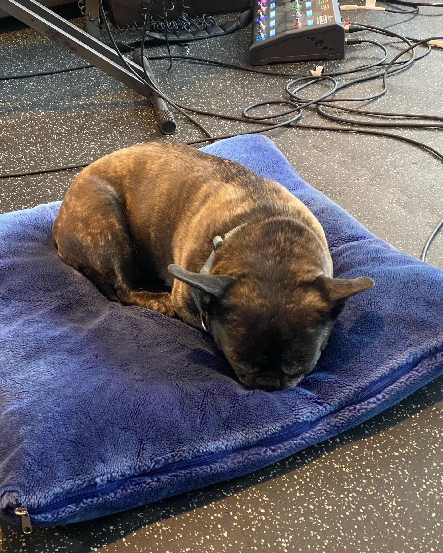 DEVIN TOWNSEND : LE SUPERMAN DE L’EMOTION 36 DEVIN ET SON AMOUR DE CHIEN