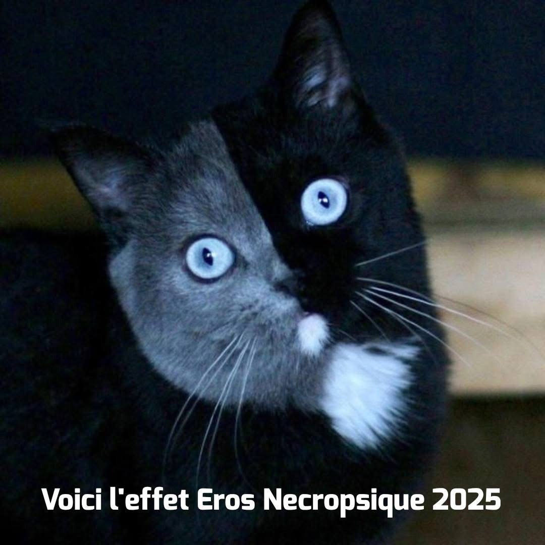 EROS NECROPSIQUE : EN QUARANTAINE 9 EROS NECROPSIQUE 2025