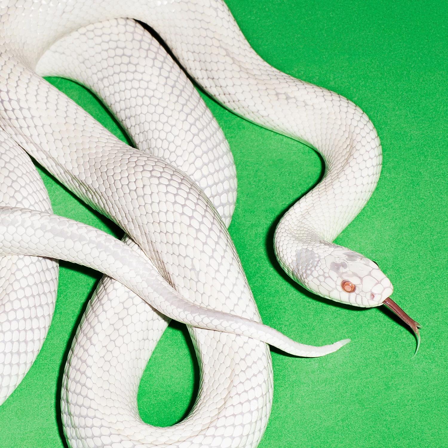 DEFTONES - Private Music 2 deftones private music artwork